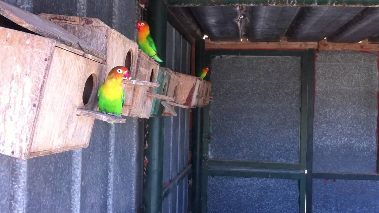 Попугаи в израиле Попугаи в израиле