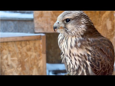 Условия Содержания ХИЩНЫХ ПТИЦ в Неволе / Время Сокола