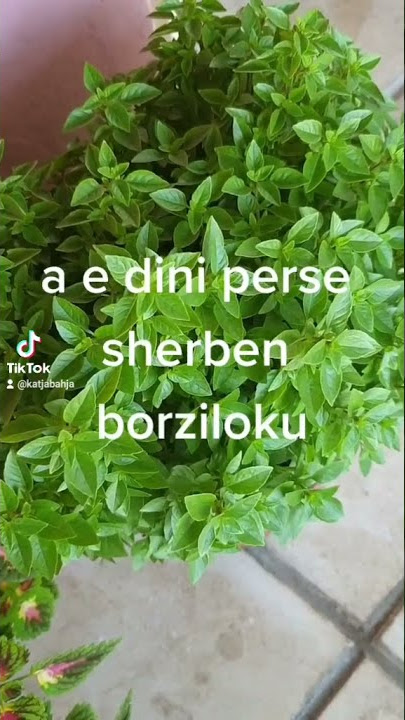 borzilokun e perdorim dhe per gjelle dhe per çaj me shkruani eshte shume e thjeshte receta