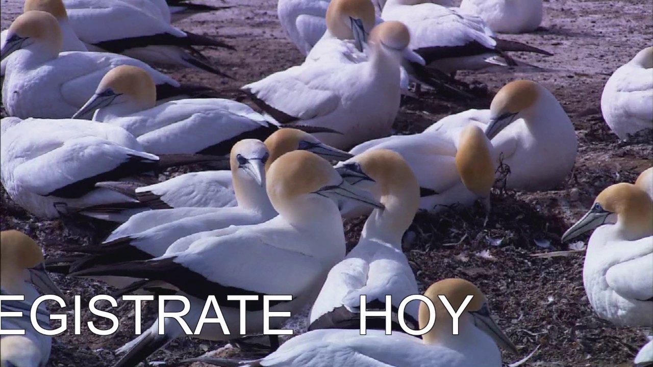 Invitacion Grupo de Amigos Iglesia Pabellon video editing software free