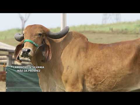 LOTE 02   PRENHEZ LAMBADA FIV SILVANIA X NAVEGANTE FIV CAL