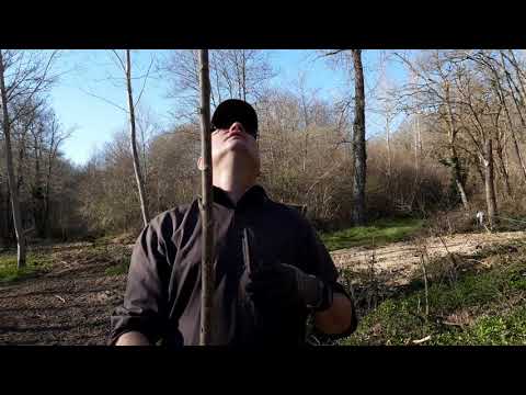 palombe.org - Plantation de peupliers