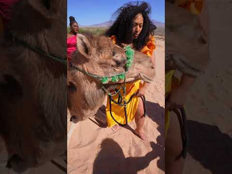 Desert Majesty: Exotic Camel Photoshoot Just Outside Vegas