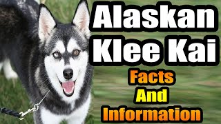 Alaskan Klee Kai Dog Breed Facts and Information