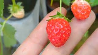 Agar Strawberry Berbuah Banyakbudidaya Strawberry