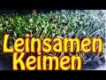 Leinsamen keimen, beste Omega 3 Quelle der Welt, Roh Vegan Blutwerte