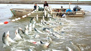 Amazing Gill Net Fishing Line Catch Hundreds Tons of Fish