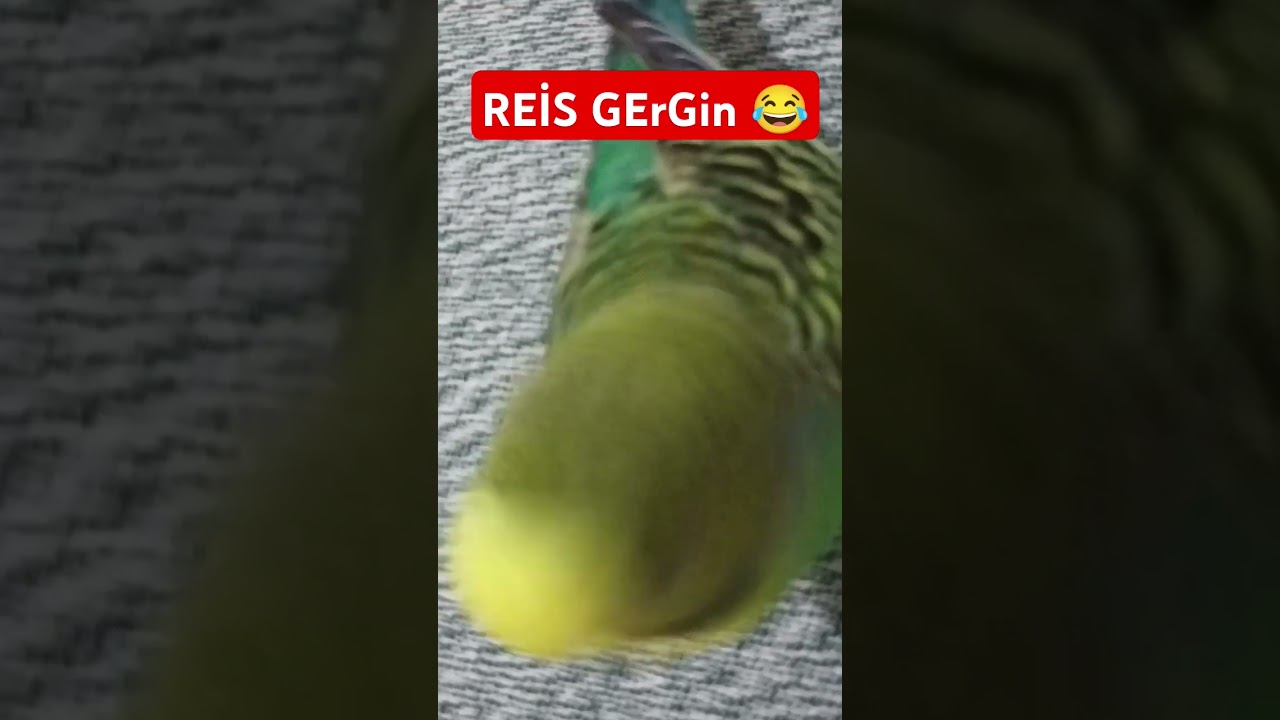 Reis Gergin 😂 #muhabbetkuşufıstık #muhabbetkuşu #muhabbetkuslari #birds #parrot #kuslar #birdslover