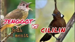 masteran cucak jenggot vs cililin jernih jeda 1-2 menit