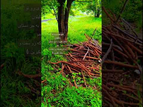 زندگی هیزم درخت شمال