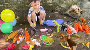Tổng hợp video cá cảnh đẹp, Chip Pi bắt con cua , rùa , vịt , cá koi bự ở suối ,trộn tất cả cá ,ếch