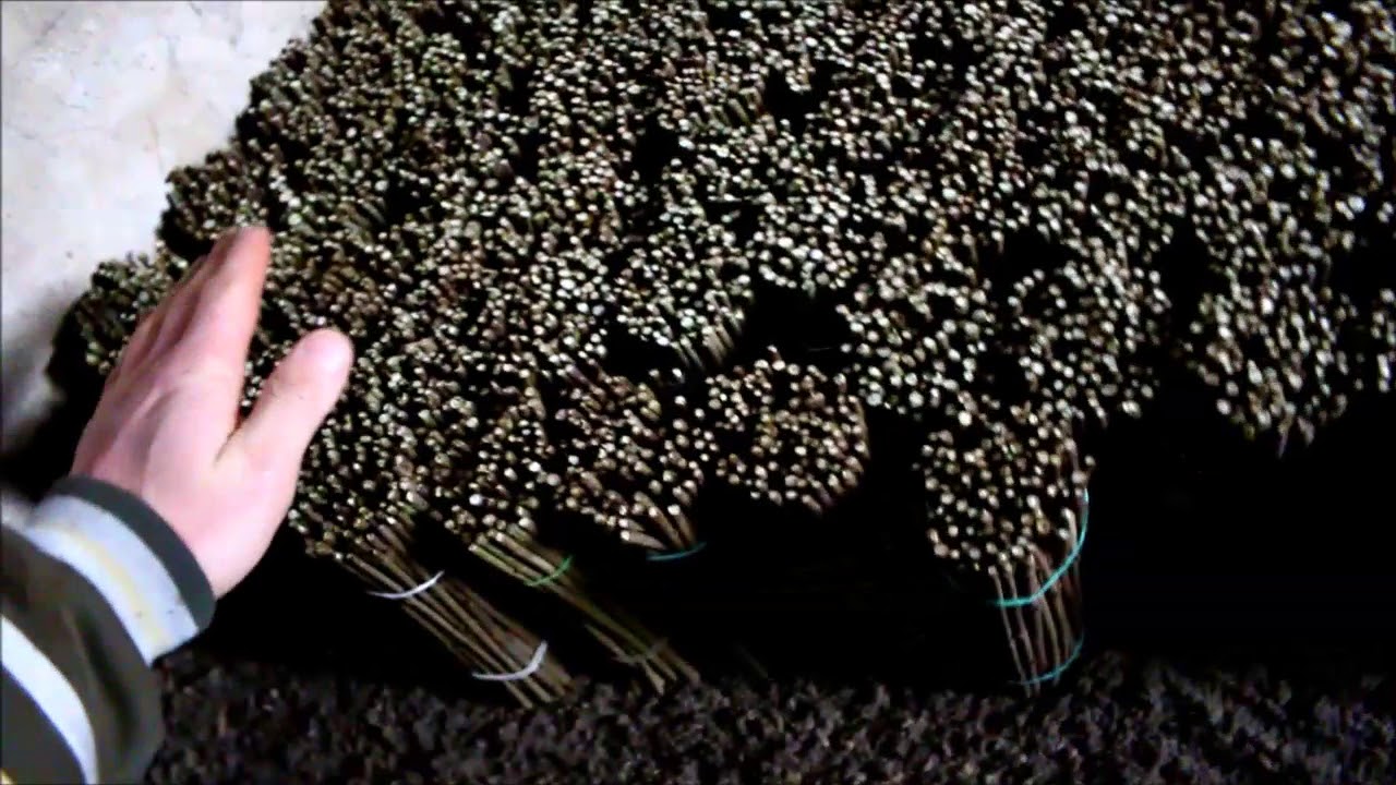 Ligustr -  Przechowywanie sztobrów cz.1