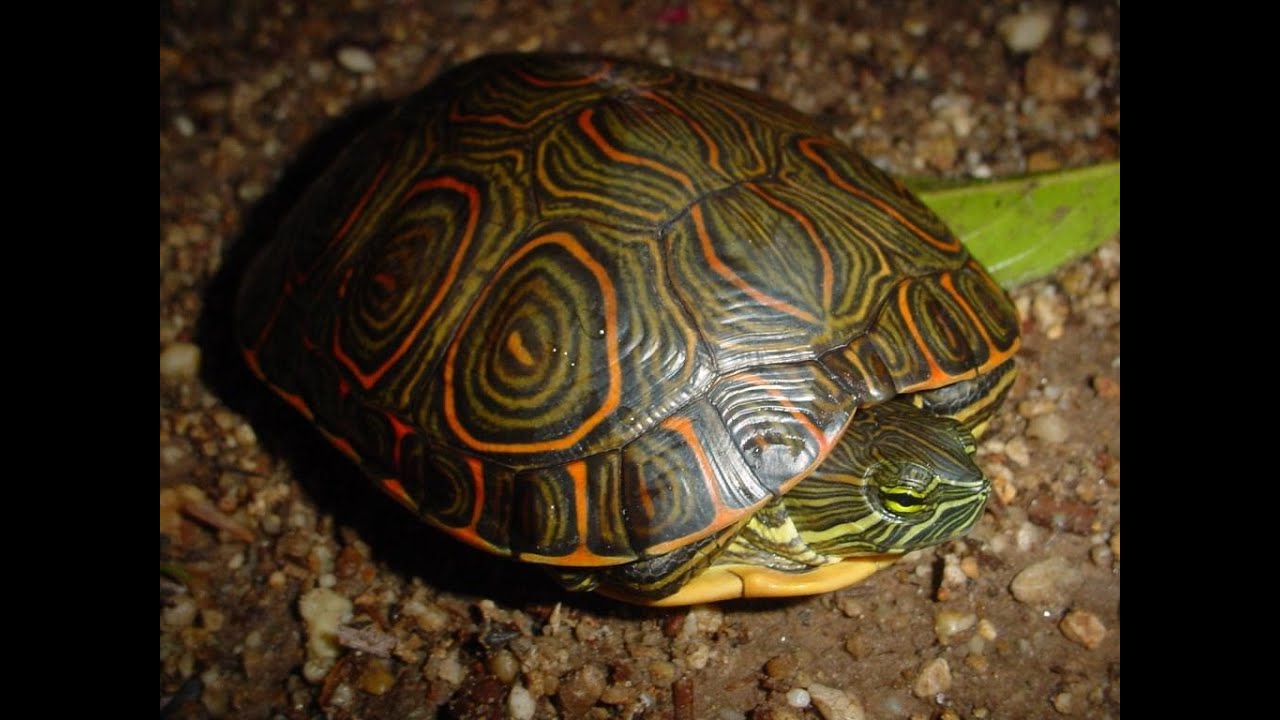 T turtle. Звездчатая черепаха. Красноухая черепаха. Панцирь красноухой черепахи. Окрас панциря красноухой черепахи.