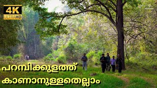 Parambikulam Tiger Reserve | 4K UHD