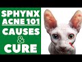 Sphynx Cat Blackheads On Tail