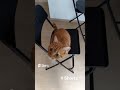 【懇願】猫のおねだりが激しすぎる #shorts