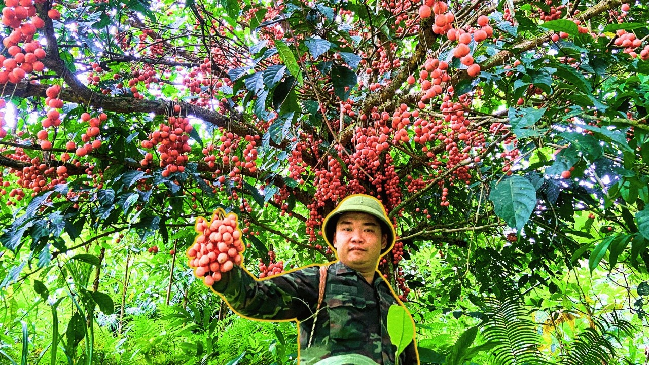 From Garden to Market: Harvesting Wild Berries, Fresh Veggies & Bamboo Shoots