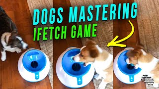 Two Dogs Mastering the Ifetch Game as One Drop It Into the Launcher and the Other Learns