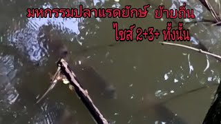 ฝูงปลาแรดยักษ์ ย้ายถิ่น ฝูงใหญ่มาก ไซส์ 2+3+ ทั้งนั้น เจอแบบนี้ หัวใจจะวาย