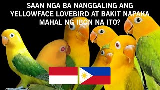 Yellow Face Lovebird - Saan nga ba nanggaling at bakit napaka Mahal? 😲🐦