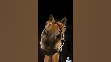 Loop and funny #horse #loop #dog #looping #funny #satisfyingloop #animals #animal