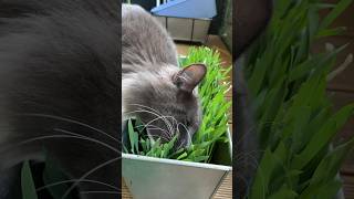 Yum yum fresh cat grass 😺