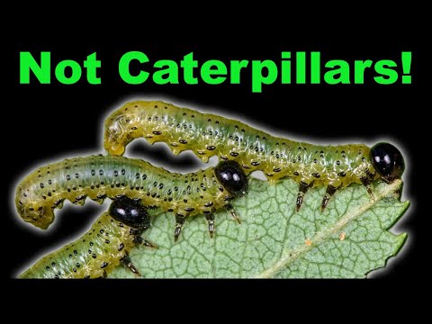 Video: Informasi Sawfly - Pelajari Tentang Pengendalian Sawflies