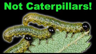 Caterpillar vs Sawfly Larva - Easy Way to Tell Them Apart!