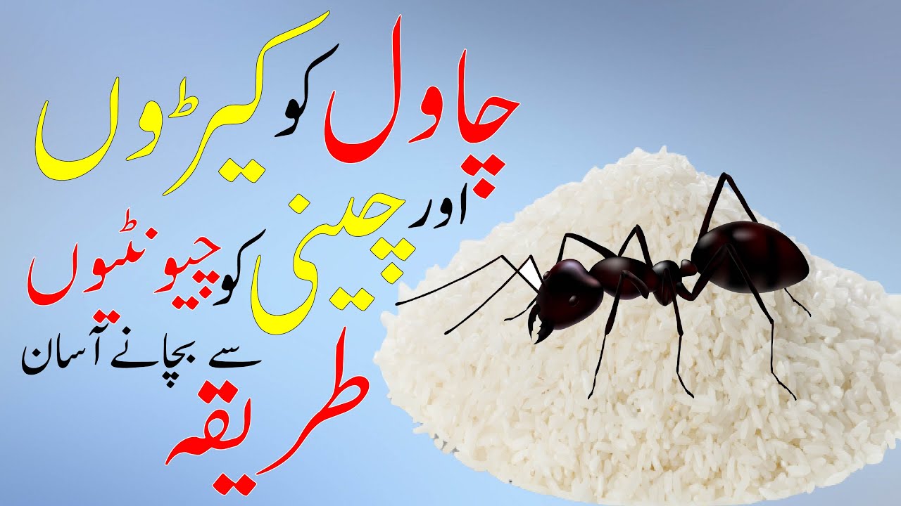 Protect Rice And Sugar From Ants I Protect Rice And Sugar From Insects I Sehat K Raaz Youtube