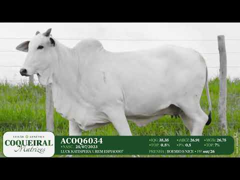 LOTE 20 ACOQ 6034