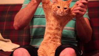 Cat Dancing Dubstep skrillex  Cinema hd  1080p 