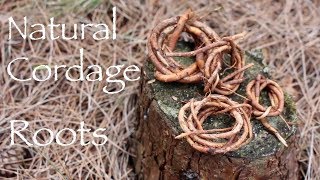 Natural Cordage. Pine and Silver Birch Roots.