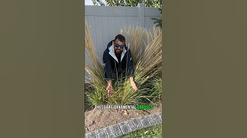 Ornamental grasses are very popular! Did you know to cut them down every year? #tips #gardening