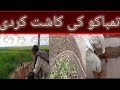 We planted tobacco  hamne tambaku lga diya  shahzeb munir vlog