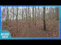 Feel at peace with a walk through the woods (Nature Visualizer)