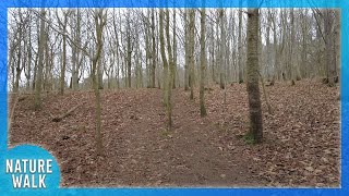 Feel at peace with a walk through the woods (Nature Visualizer)