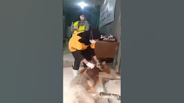 بنت تذبح خروف 
