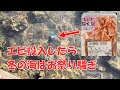 エビより強力な〇〇を投入で冬の海底は、季節外れのお祭り騒ぎ!