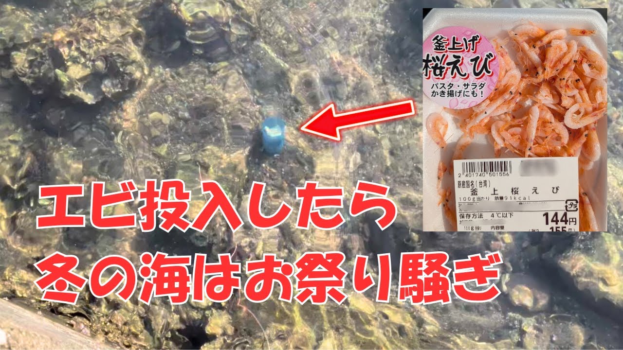 エビより強力な〇〇を投入で冬の海底は、季節外れのお祭り騒ぎ!