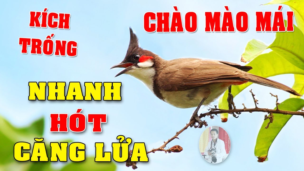 Chào mào mái hót kích trống - thúc trống điều mộc nhanh ra giọng