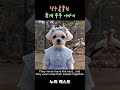 청주동물원 황새 부부 이야기 #반려견 #말티즈 #강아지 #maltese #dog #황새 #cute #dog #malteselovers #동물원