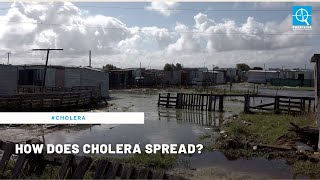 [WATCH] How does cholera spread?