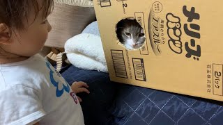 娘から逃げた先で散々な目に遭う猫　ノルウェージャンフォレストキャット　Cat peeking through hole