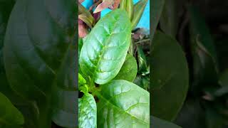 Bel wali palak spinach plants terracegardening Vegetablesviral