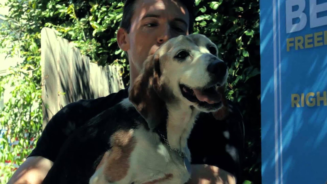 14年間 実験動物 として生かされた 3匹のビーグル犬が自由になった瞬間 Tabi Labo