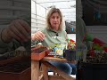 Делайте ТАК и ЧЕРНОЙ НОЖКИ на рассаде не будет!