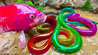NEWFish Videos❤️Colorful Koi Fish Hunting Rainbow Eel Electric Catfish Carp Fishing Funny DIY