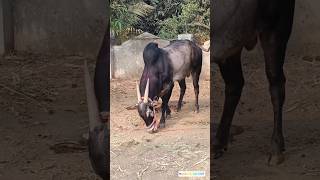 कसा आहे घरचा साज 👑❤️🧿