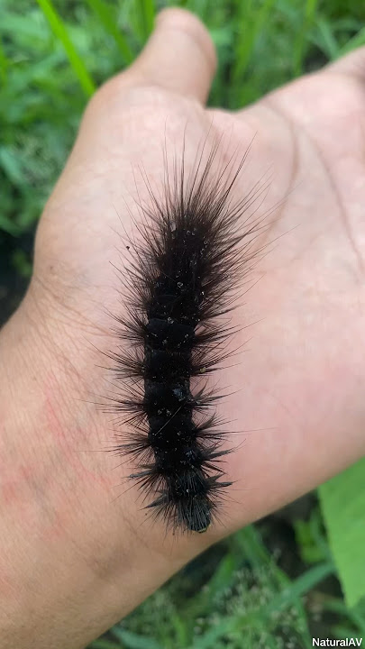 Bristled Black Caterpillar #shorts #insects