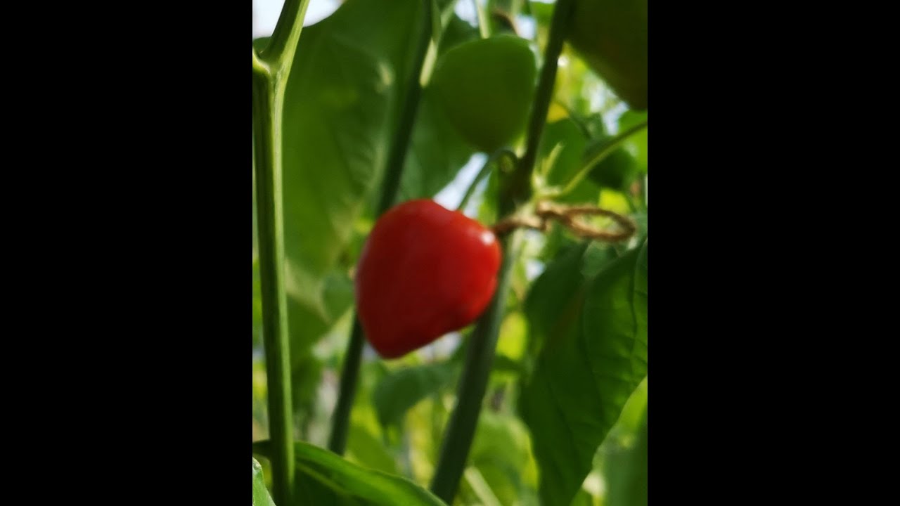 Malawain Piquante Pepper harvest to make Peppadew Peppers - YouTube